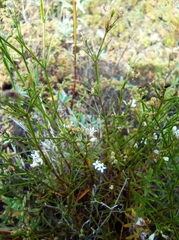 Asperula tephrocarpa