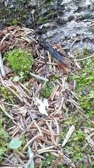 Urocerus cressoni