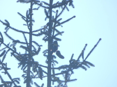 Dendrocopos major