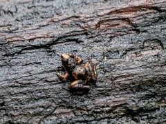 Ukinga River Frog photo 2