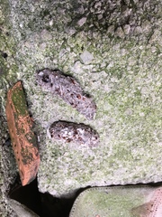Athene noctua