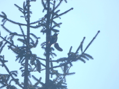 Dendrocopos major
