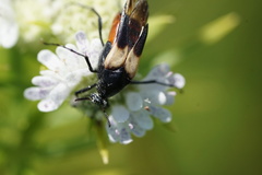 Macrosiagon flavipennis