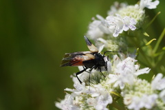 Macrosiagon flavipennis