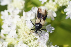 Macrosiagon flavipennis