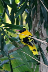 Oriolus xanthornus