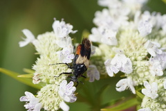 Macrosiagon flavipennis