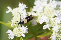 Macrosiagon flavipennis