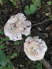 Russula pseudolepida