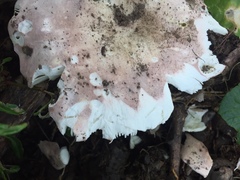 Russula pseudolepida