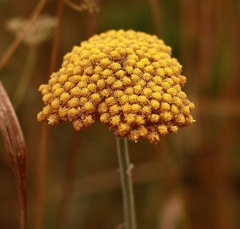 Achillea coarctata