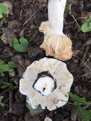 Russula pseudolepida