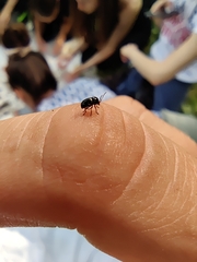 Cryptocephalus strigosus