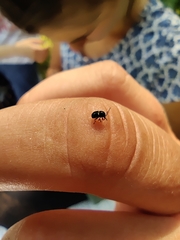 Cryptocephalus strigosus