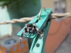 Phidippus audax