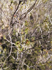 Anthosperminae