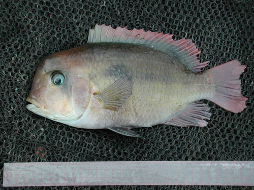 Congo cichlid (Heterochromis multidens) — Cichlidae