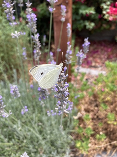 photo of Garden Whites (Pieris)