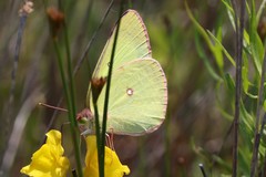 Colias interior