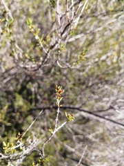 Anthosperminae