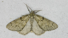Tephronia lhommaria