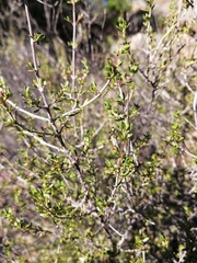 Anthosperminae