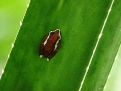 Hyperolius mitchelli