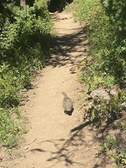 Dendragapus fuliginosus