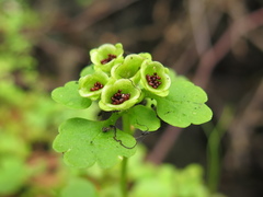 Chrysosplenium iowense