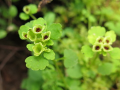 Chrysosplenium iowense