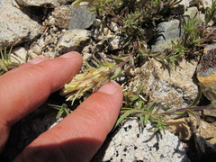 Castilleja nana
