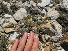 Castilleja nana