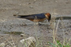 Cecropis senegalensis
