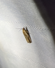 Eucosma cana
