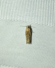 Eucosma cana