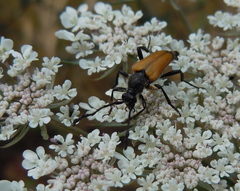 Paracorymbia fulva