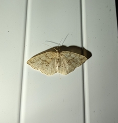 Homochlodes disconventa