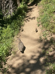 Dendragapus fuliginosus