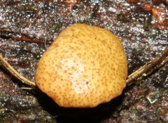 Trichoderma victoriense