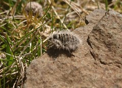 Lycia zonaria