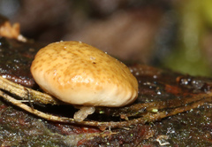 Trichoderma victoriense