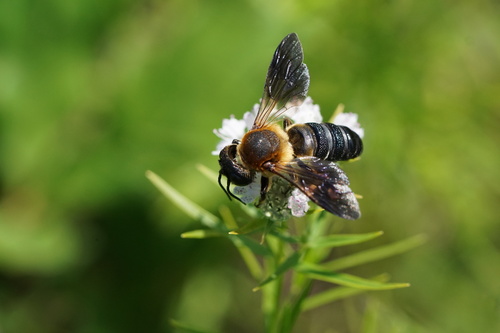 Sculptured Resin Bee photo 4