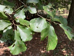 Quercus arkansana