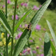 Ancistrocerus