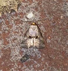 Hyperstrotia flaviguttata