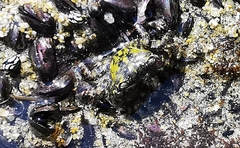 Pachygrapsus socius