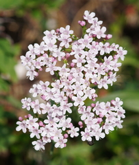 Valeriana montana