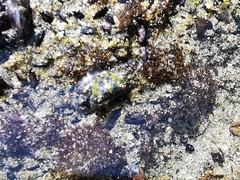 Pachygrapsus socius
