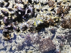 Pachygrapsus socius
