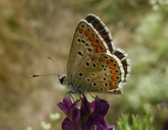 Lycaenidae